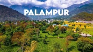Best Packers & Movers in Palampur